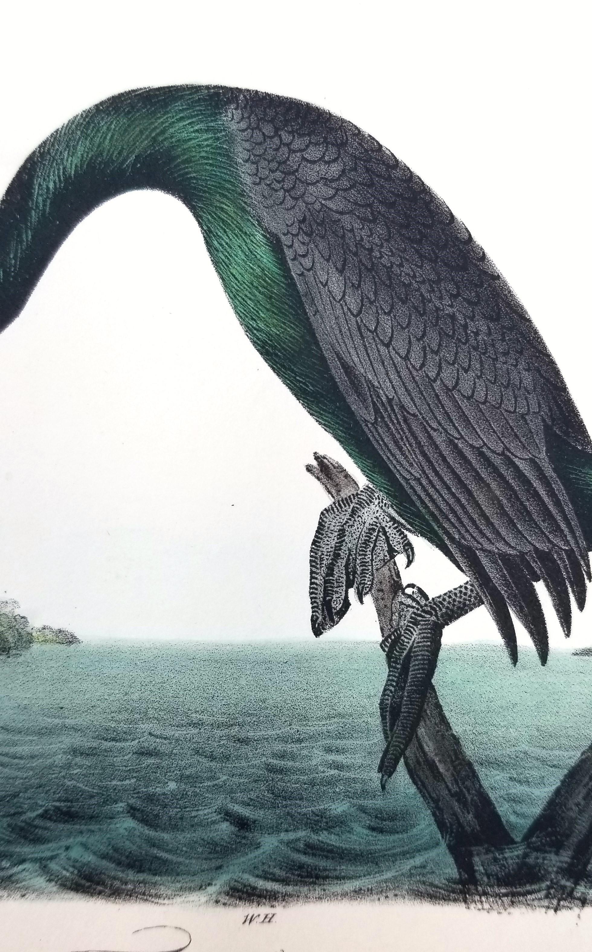 Cormorán de Florida /// John James Audubon Ornitología Arte de las Aves Historia Natural en venta 9