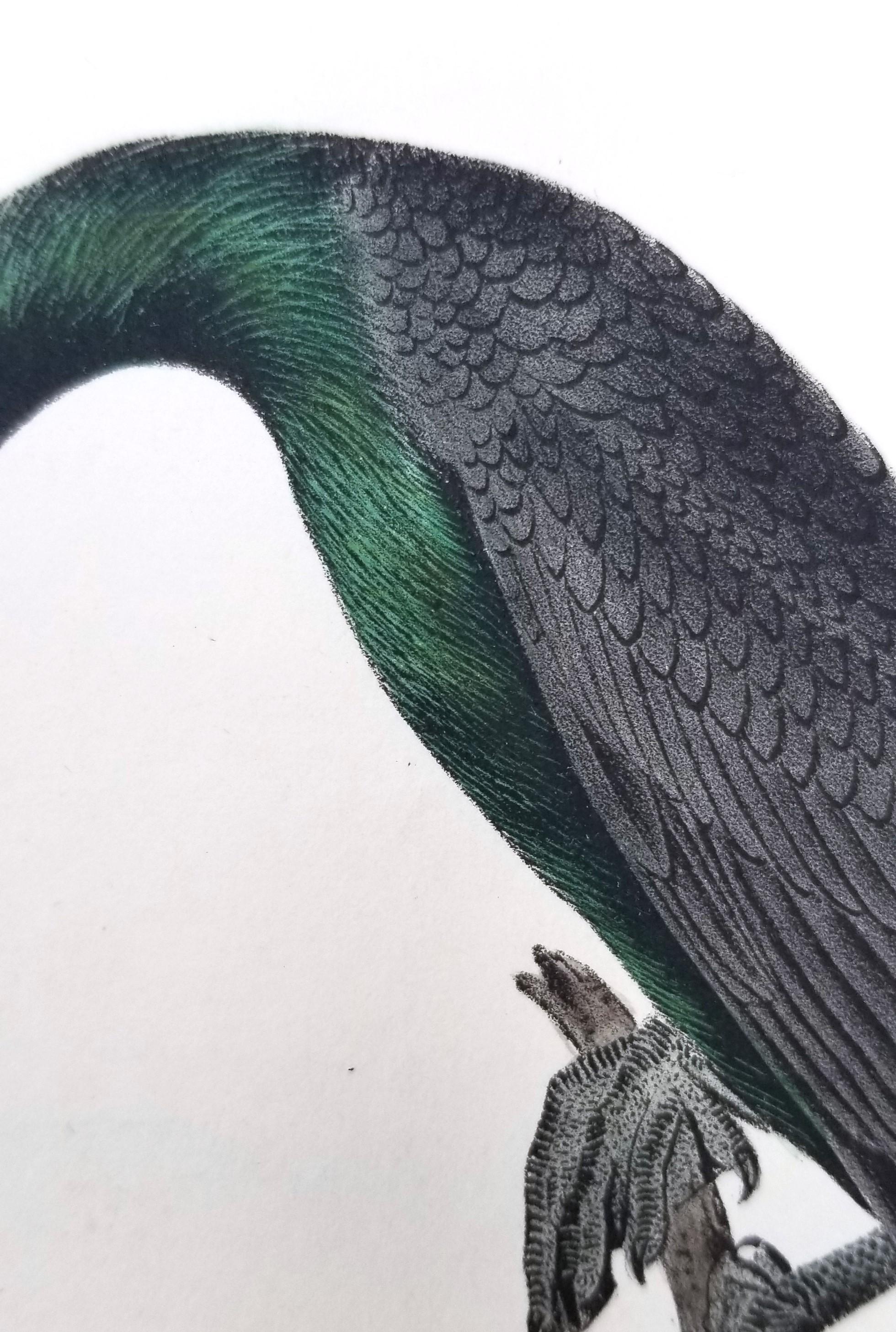 Cormorán de Florida /// John James Audubon Ornitología Arte de las Aves Historia Natural en venta 10
