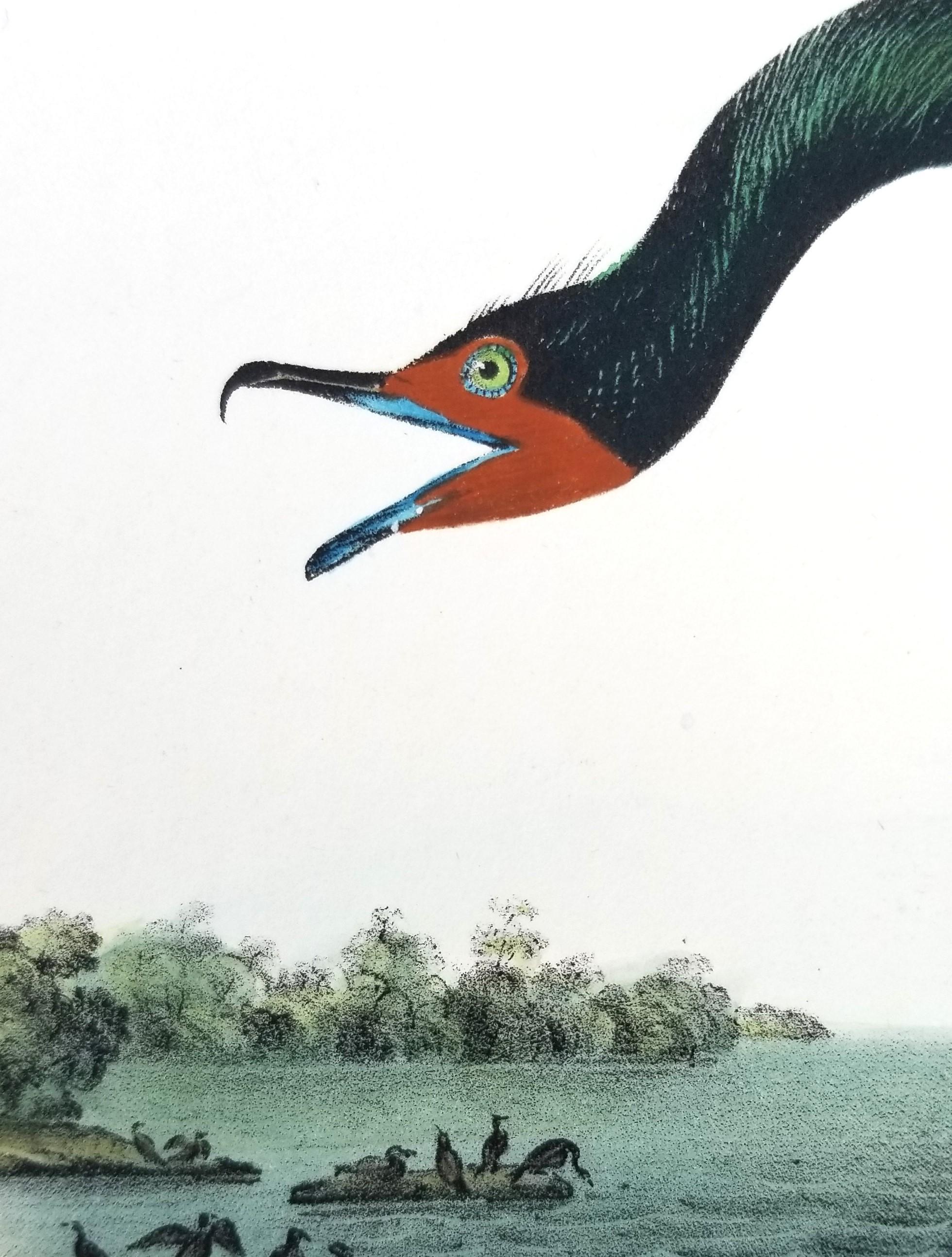 Cormorán de Florida /// John James Audubon Ornitología Arte de las Aves Historia Natural en venta 11