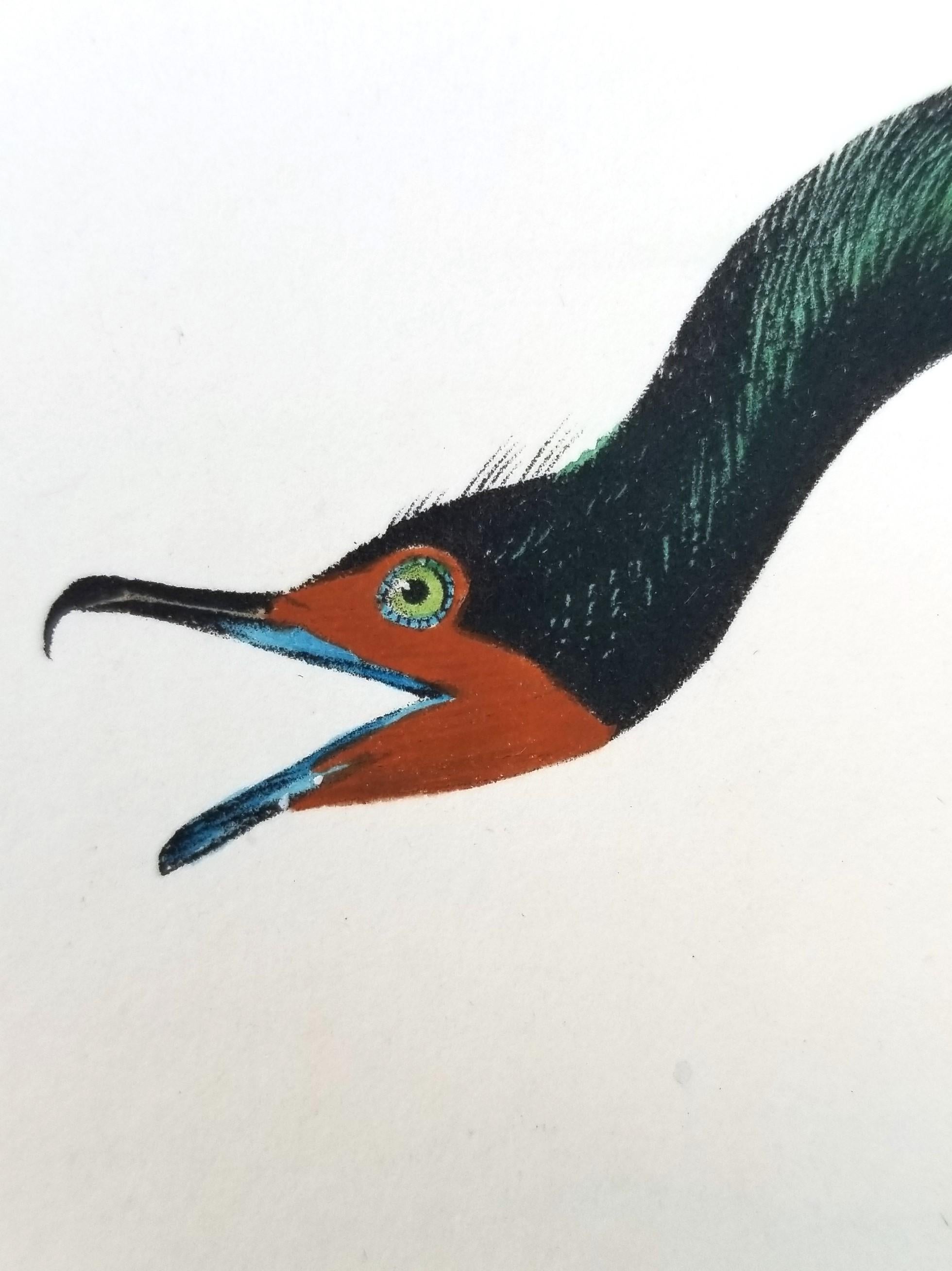 Cormorán de Florida /// John James Audubon Ornitología Arte de las Aves Historia Natural en venta 12