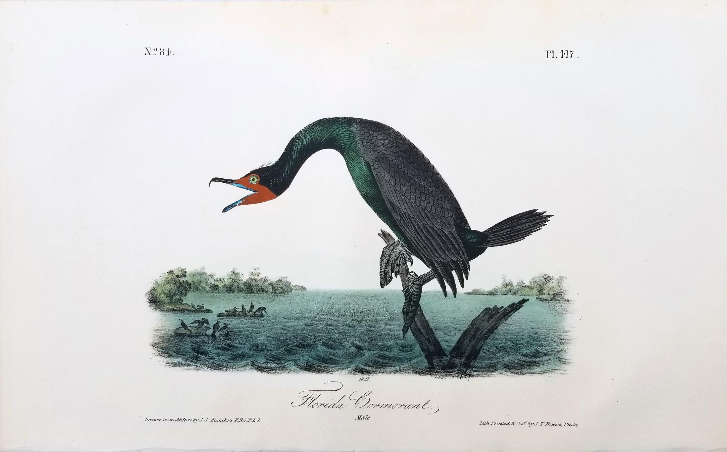 Cormorán de Florida /// John James Audubon Ornitología Arte de las Aves Historia Natural en venta 1