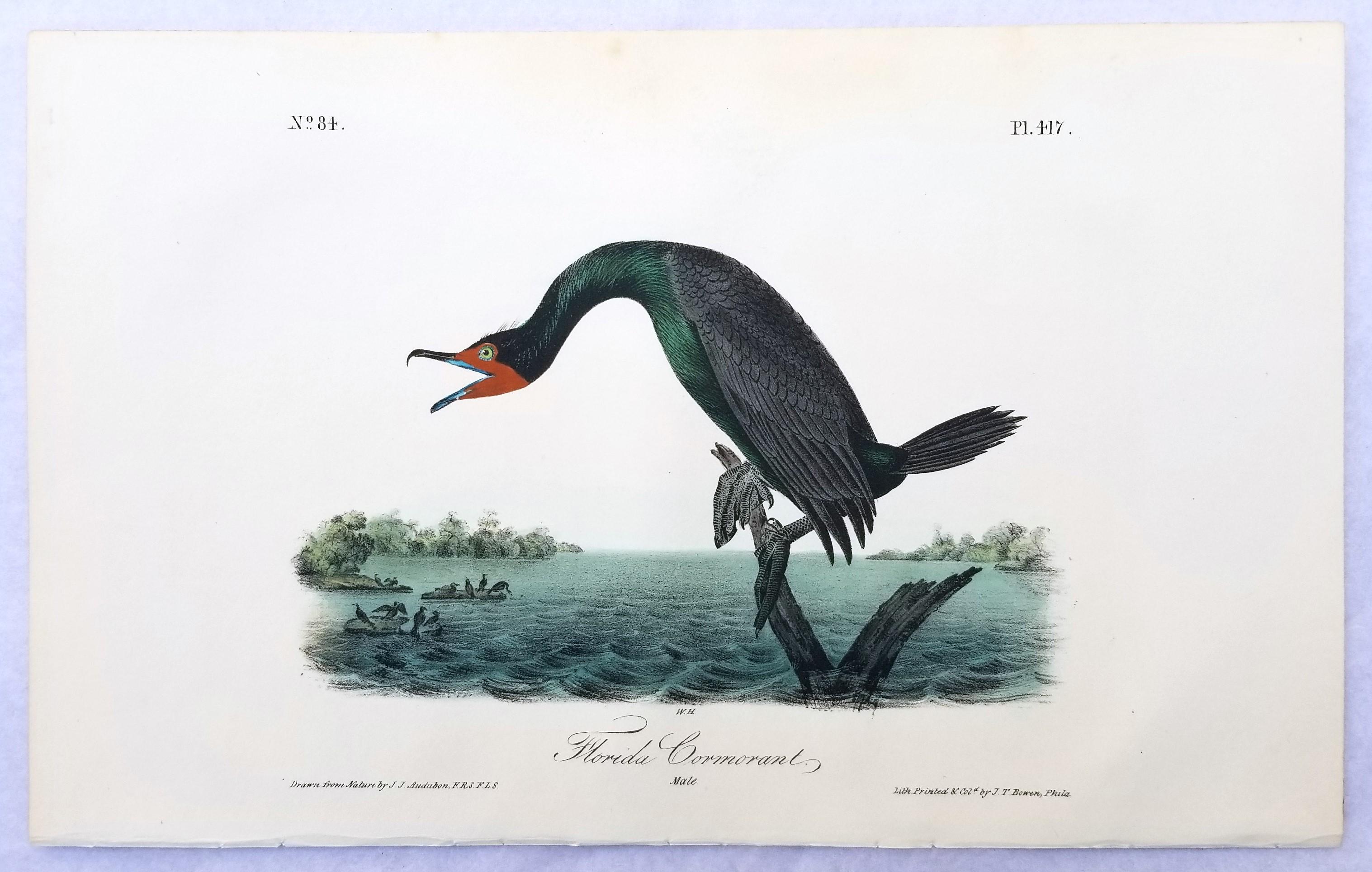 Cormorán de Florida /// John James Audubon Ornitología Arte de las Aves Historia Natural en venta 2