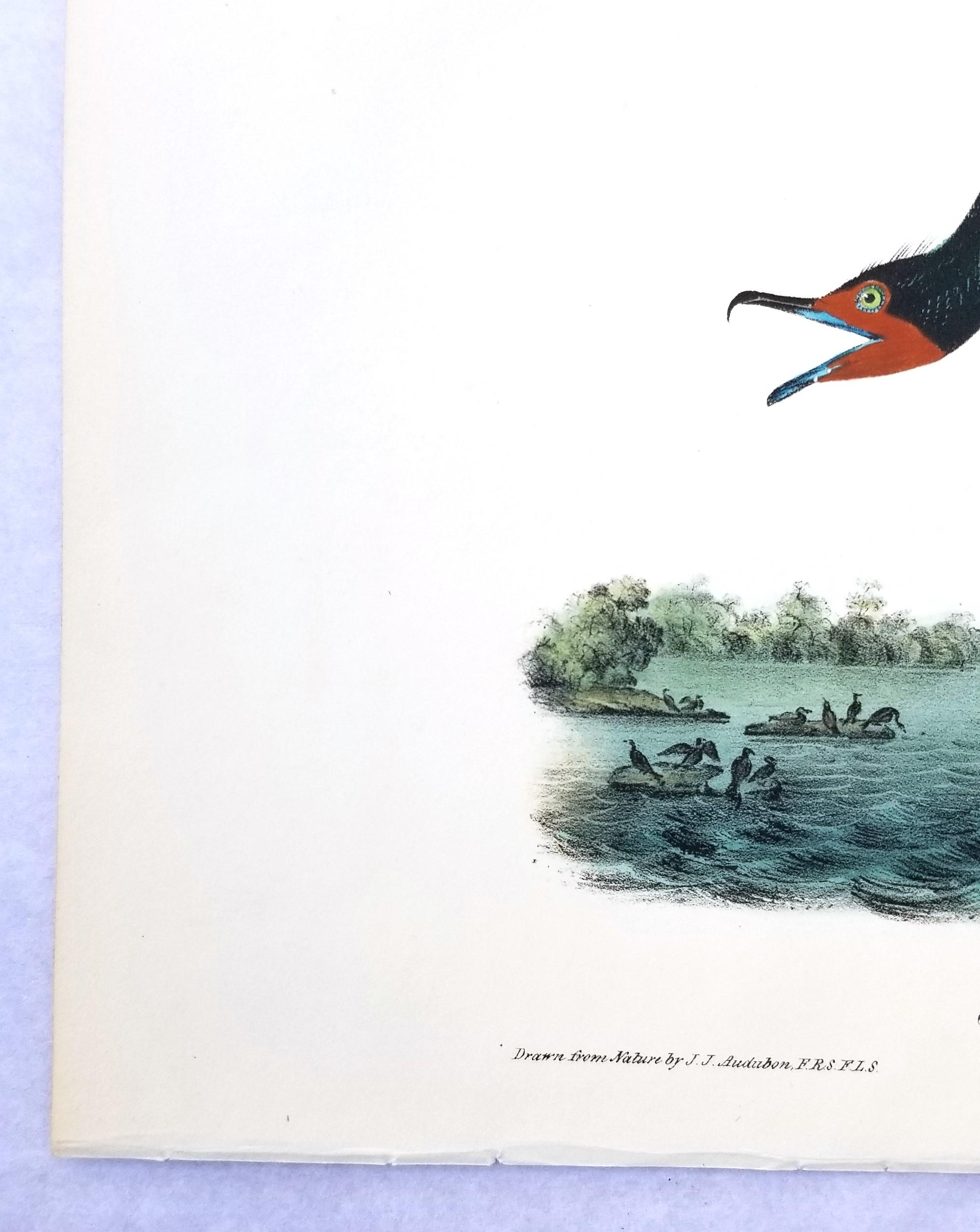 Cormorán de Florida /// John James Audubon Ornitología Arte de las Aves Historia Natural en venta 3