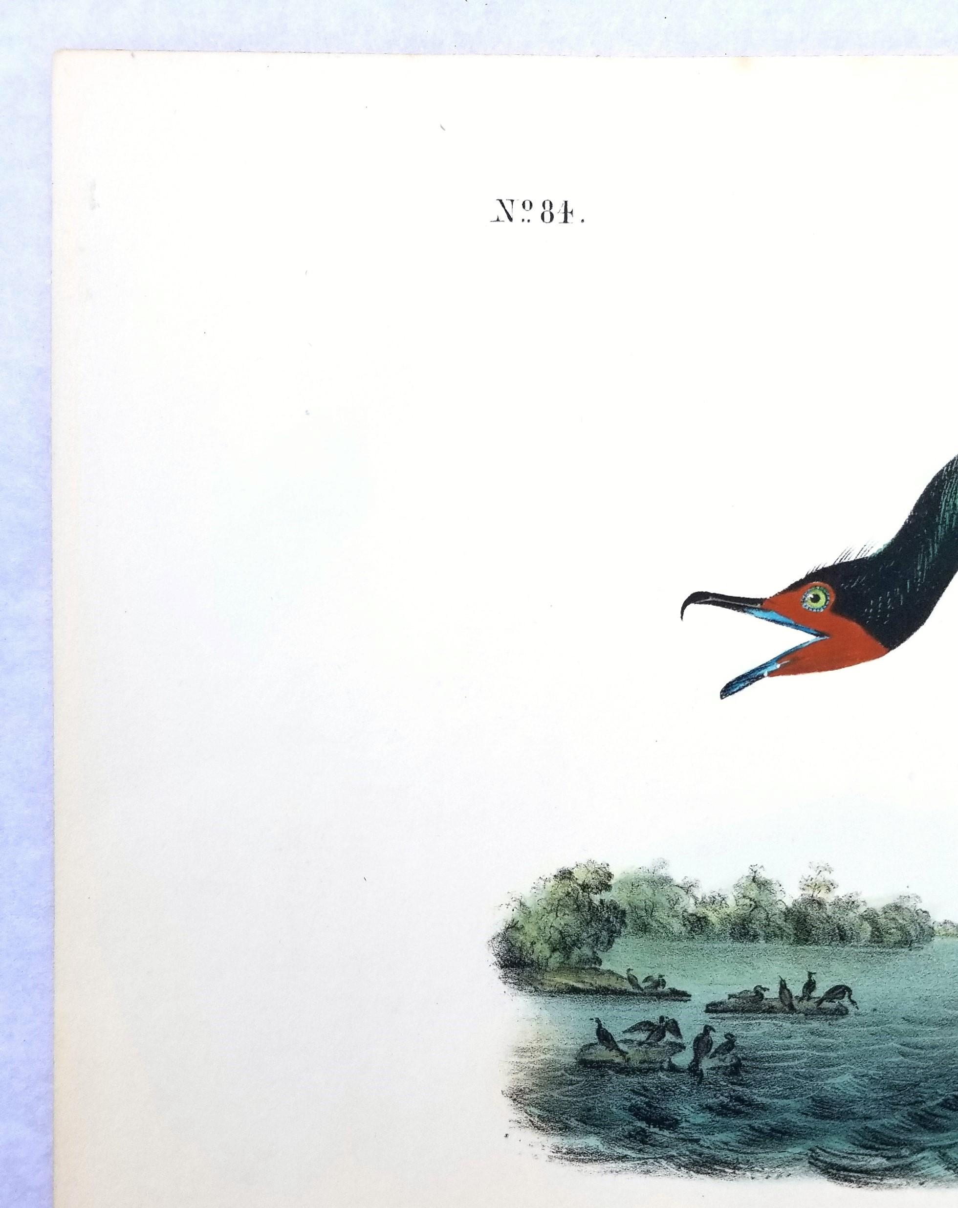 Cormorán de Florida /// John James Audubon Ornitología Arte de las Aves Historia Natural en venta 4