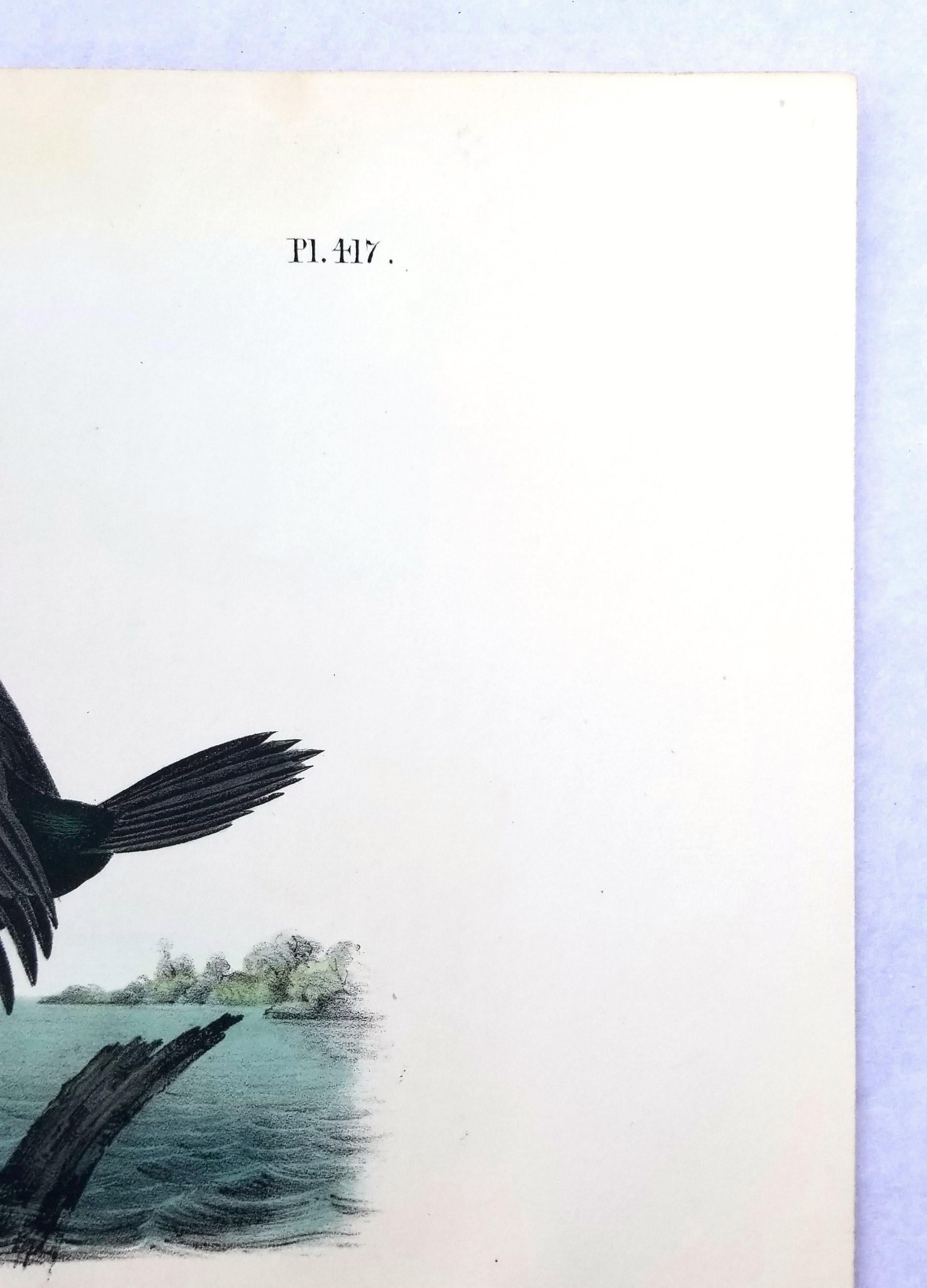 Cormorán de Florida /// John James Audubon Ornitología Arte de las Aves Historia Natural en venta 5