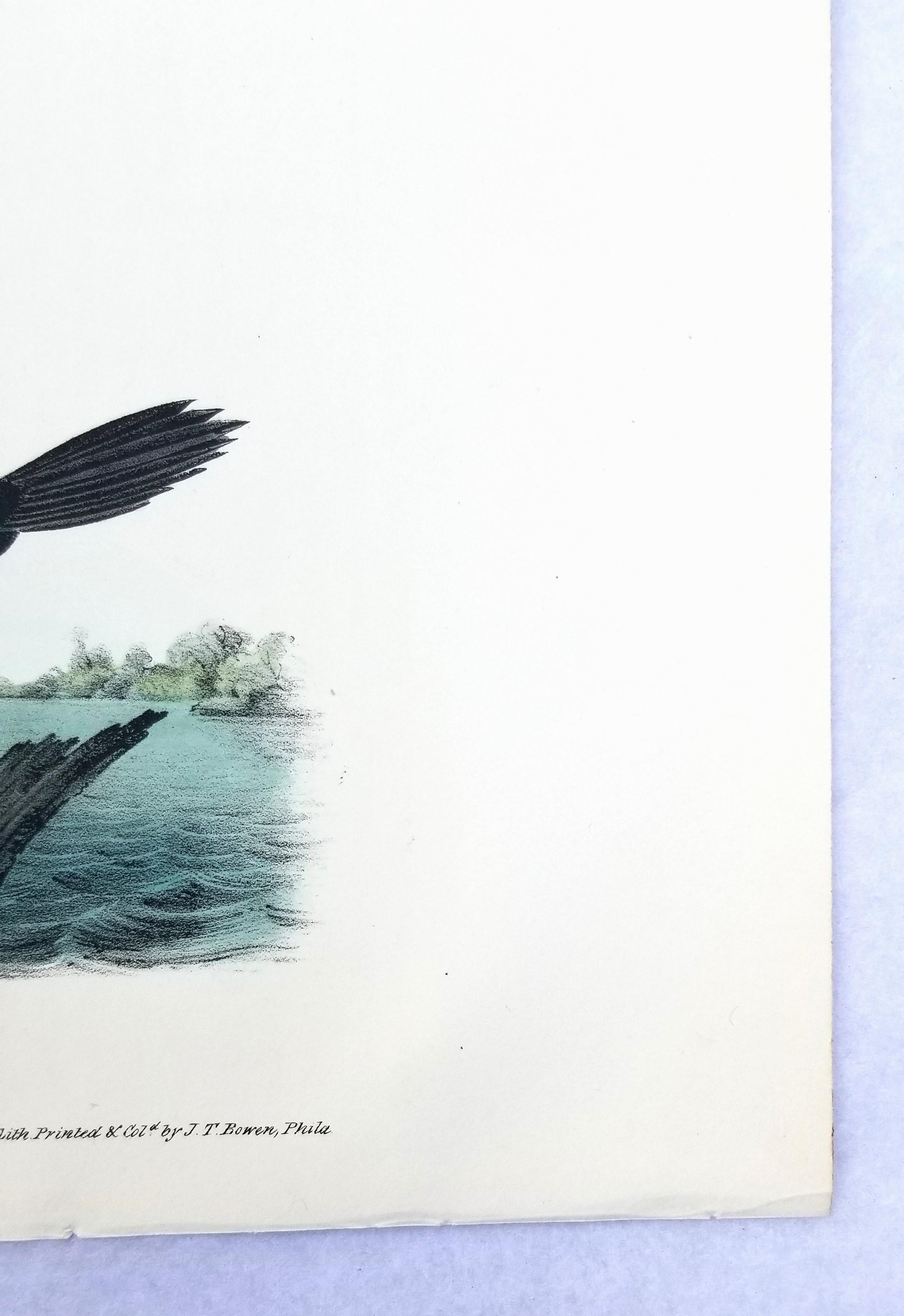 Cormorán de Florida /// John James Audubon Ornitología Arte de las Aves Historia Natural en venta 6