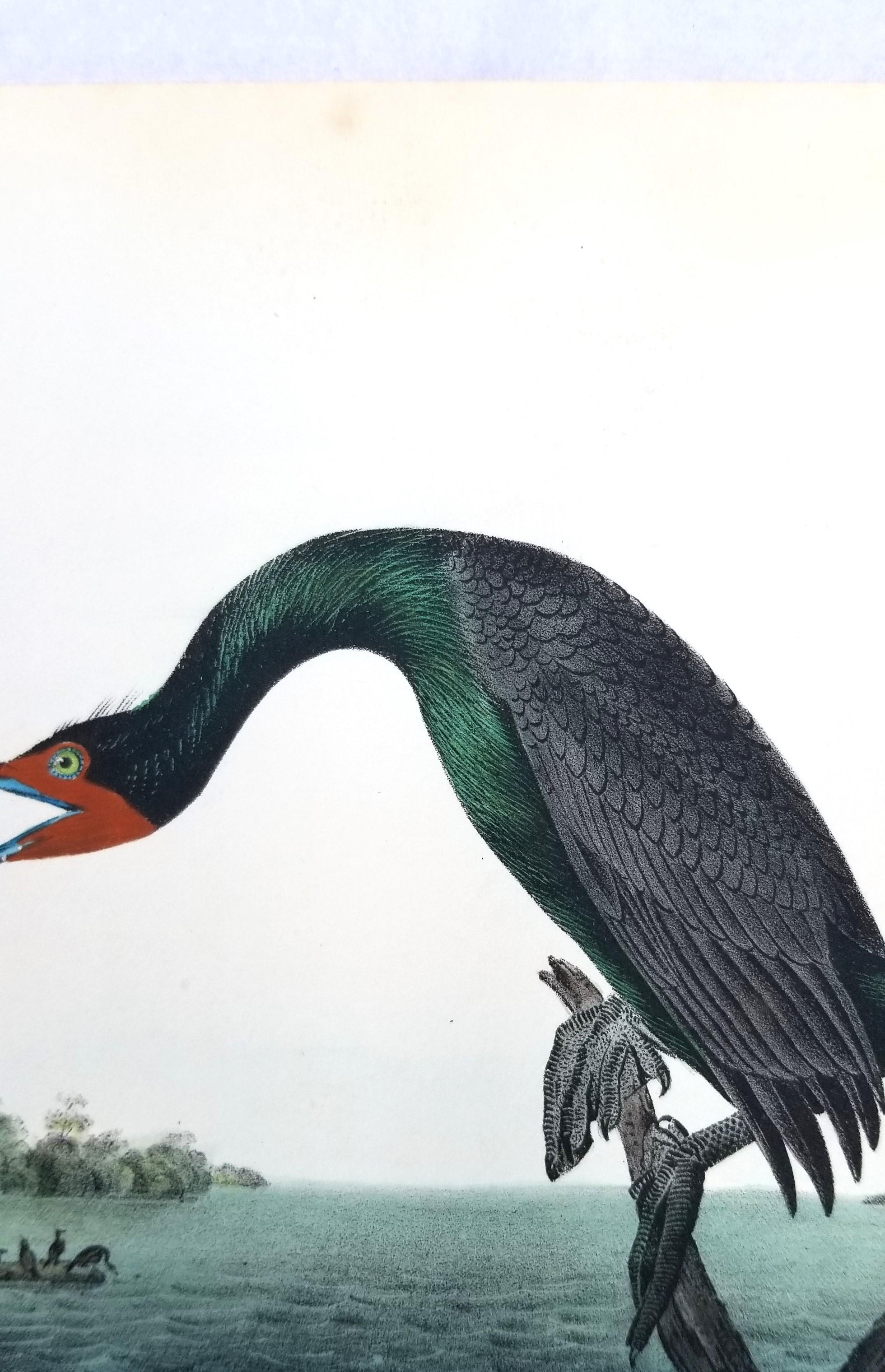 Cormorán de Florida /// John James Audubon Ornitología Arte de las Aves Historia Natural en venta 7