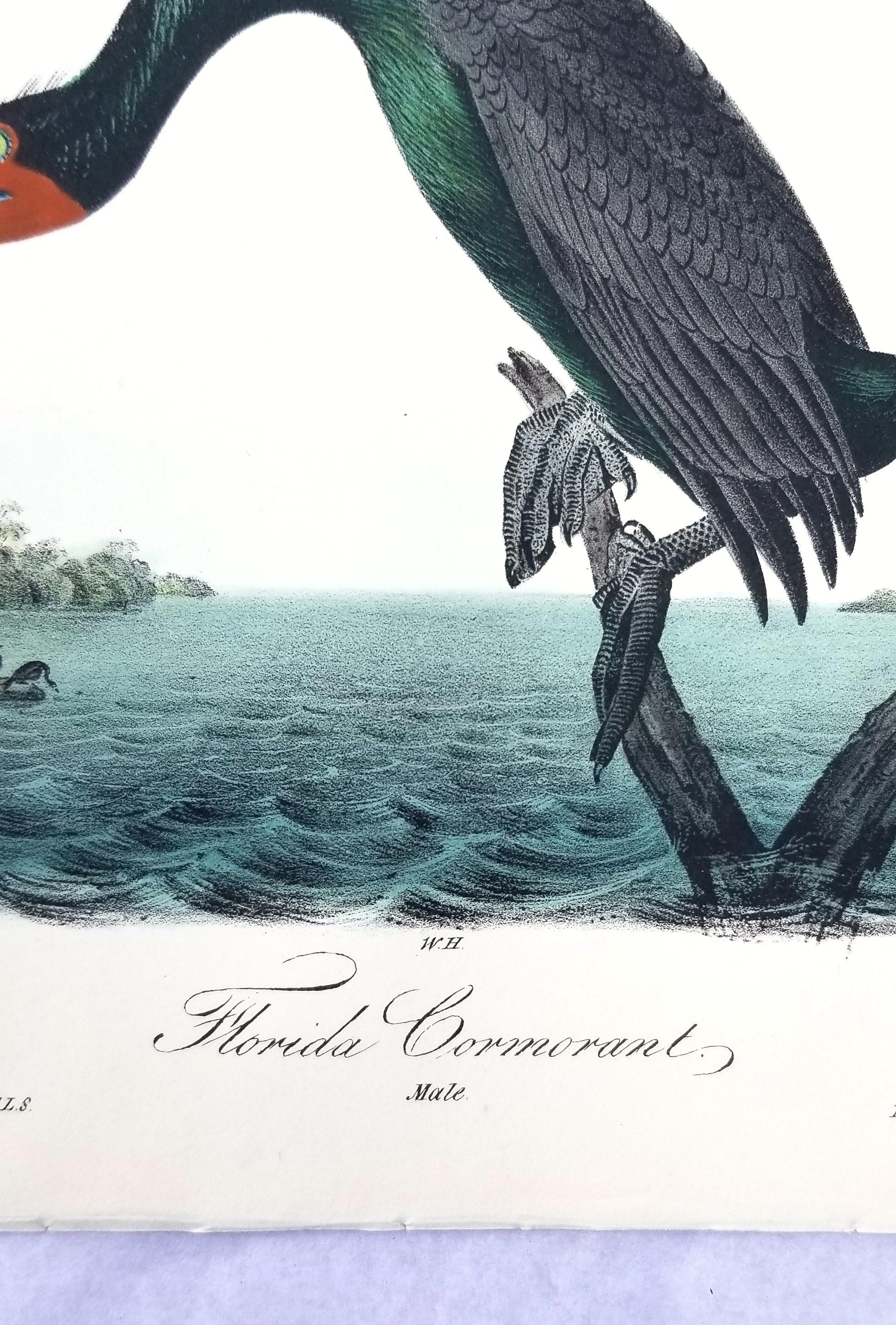Cormorán de Florida /// John James Audubon Ornitología Arte de las Aves Historia Natural en venta 8