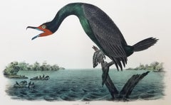 Cormorano della Florida /// John James Audubon Ornitologia Arte degli uccelli Nature