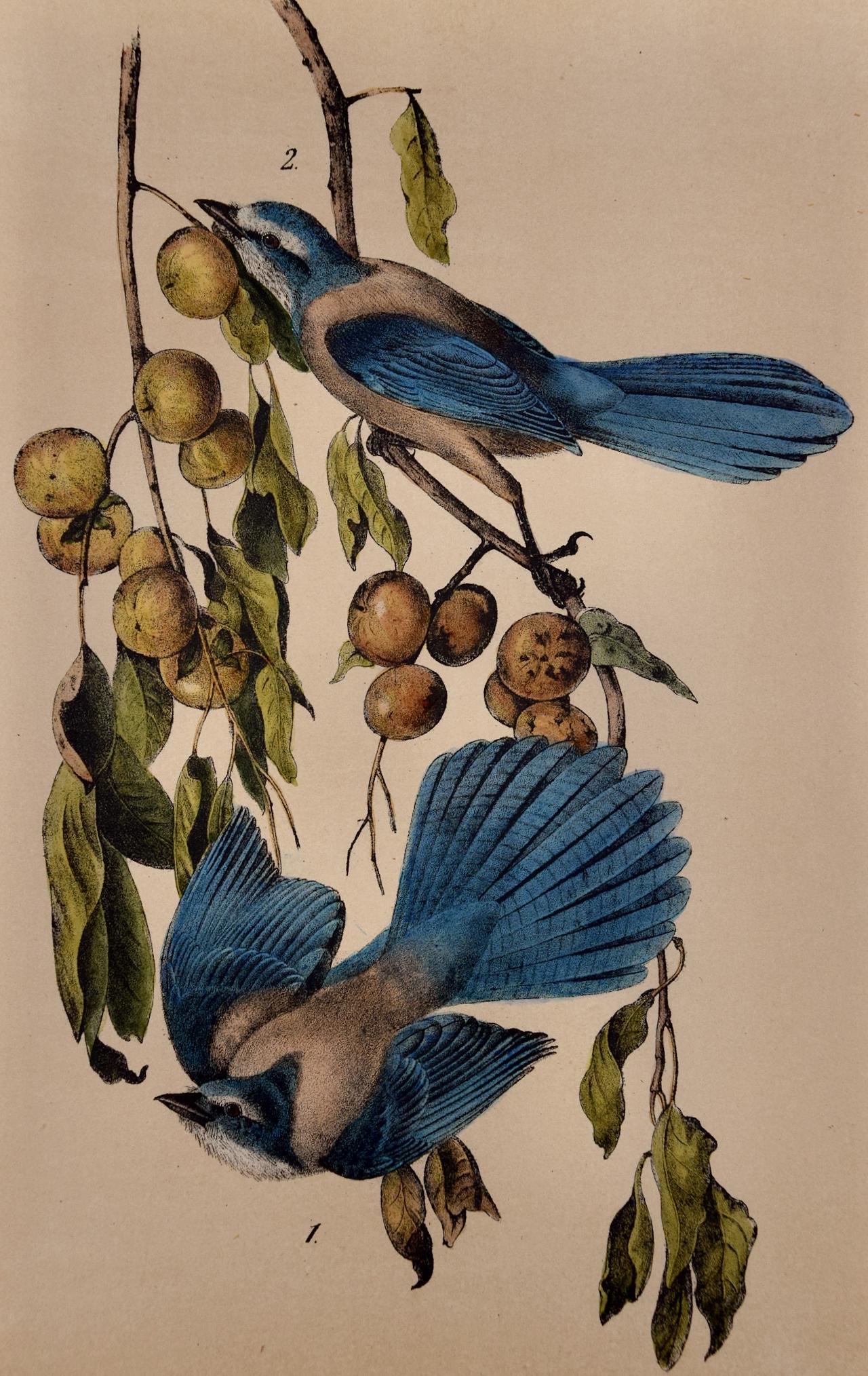 Florida Jay Birds: An Original 19th C. Audubon Hand-colored Bird Lithograph - Print by John James Audubon