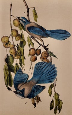 Florida Jay Birds: An Original 19th C. Audubon Hand-colored Bird Lithograph