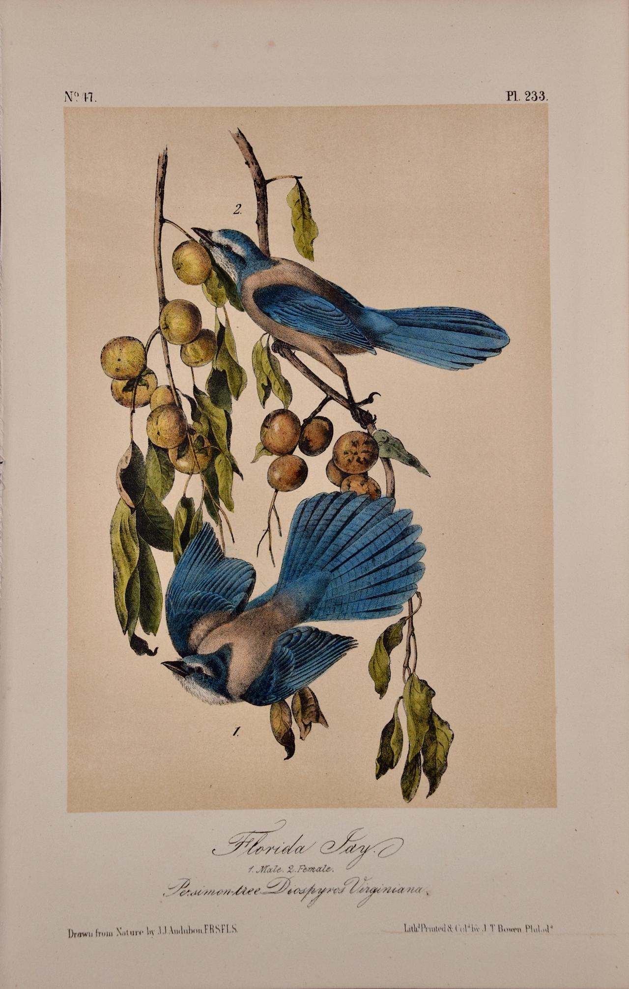 John James Audubon Landscape Print - Florida Jay Birds: An Original 19th C. Audubon Hand-colored Bird Lithograph