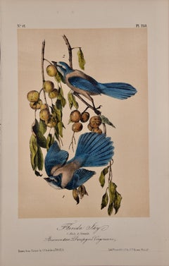 Florida Jay Birds: An Original 19th C. Audubon Hand-colored Bird Lithograph