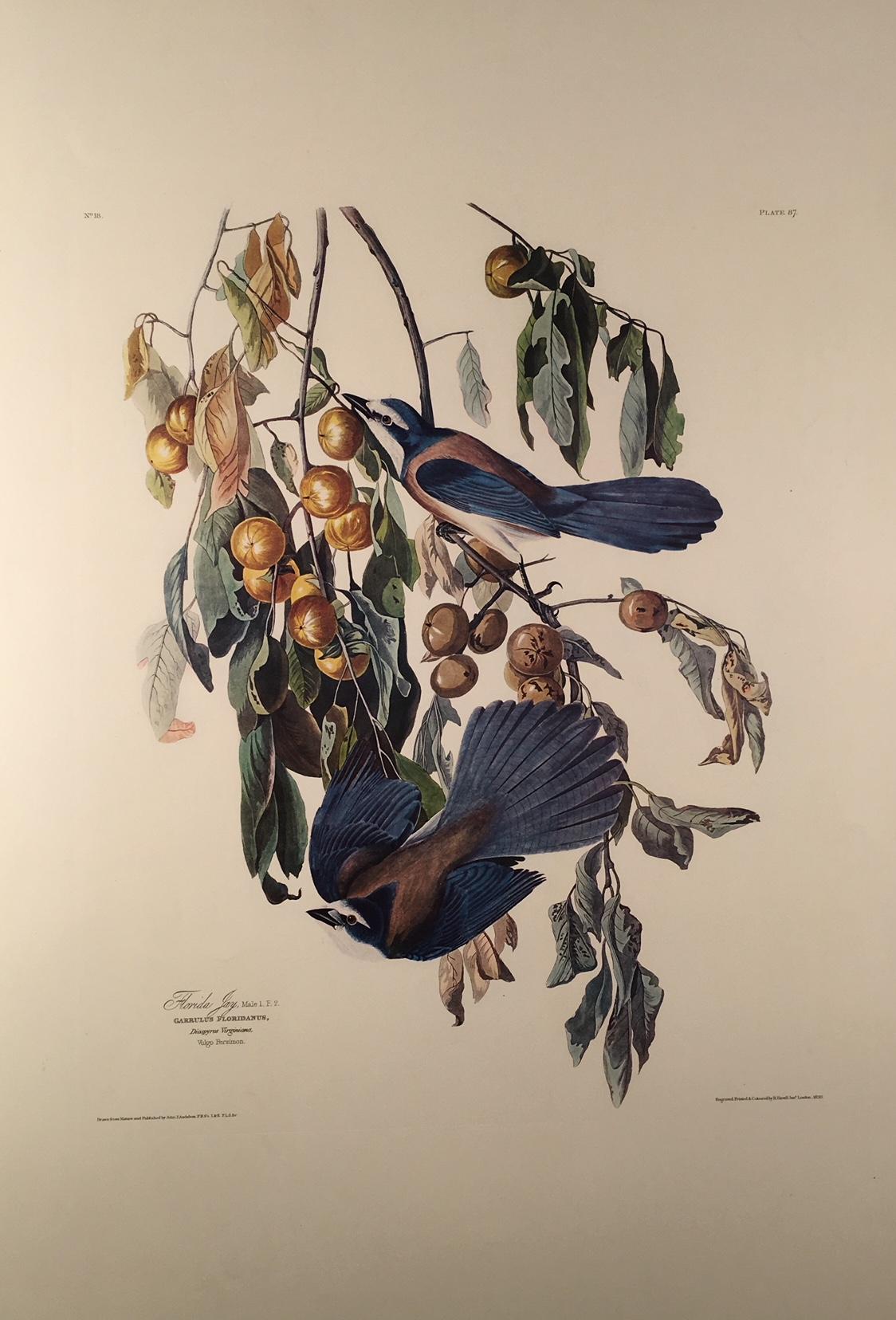 John James Audubon Florida Jay For Sale at 1stDibs