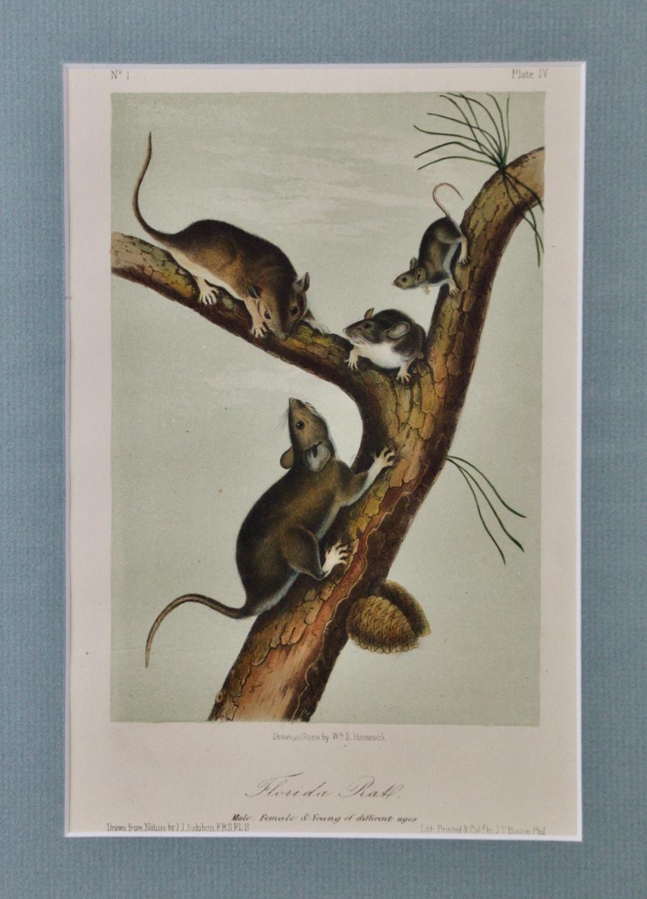 La famille des rats de Floride : une lithographie originale du 19e siècle colorée à la main par Audubon - Print de John James Audubon