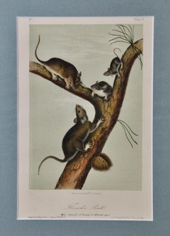 Familia de ratas de Florida: Una litografía original coloreada a mano del siglo XIX por Audubon
