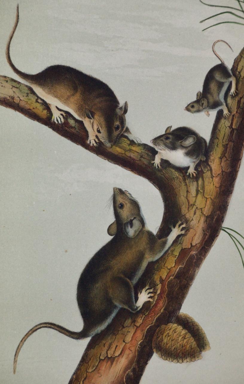La famille des rats de Floride : une lithographie originale du 19e siècle colorée à la main par Audubon - Naturalisme Print par John James Audubon