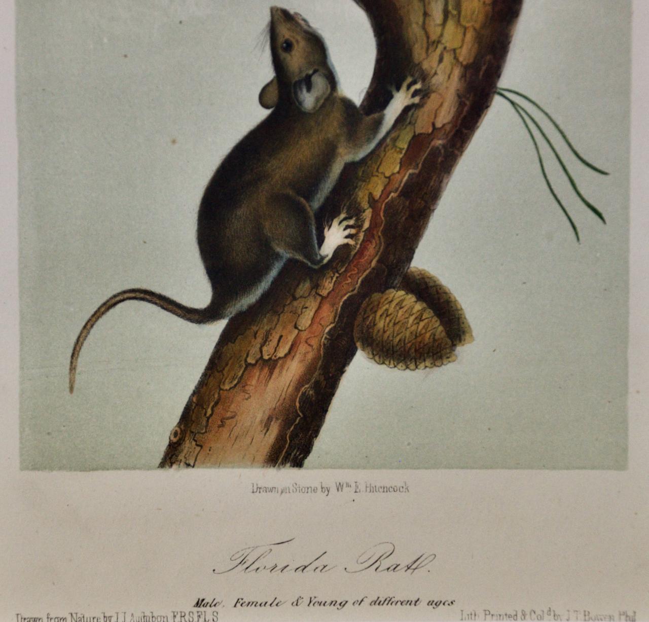 La famille des rats de Floride : une lithographie originale du 19e siècle colorée à la main par Audubon - Gris Landscape Print par John James Audubon