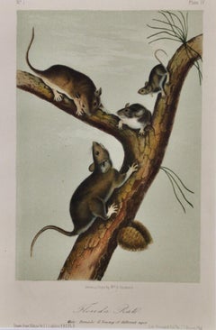 Florida Rat Family: An Original 19th Century Hand-colored Lithograph by Audubon