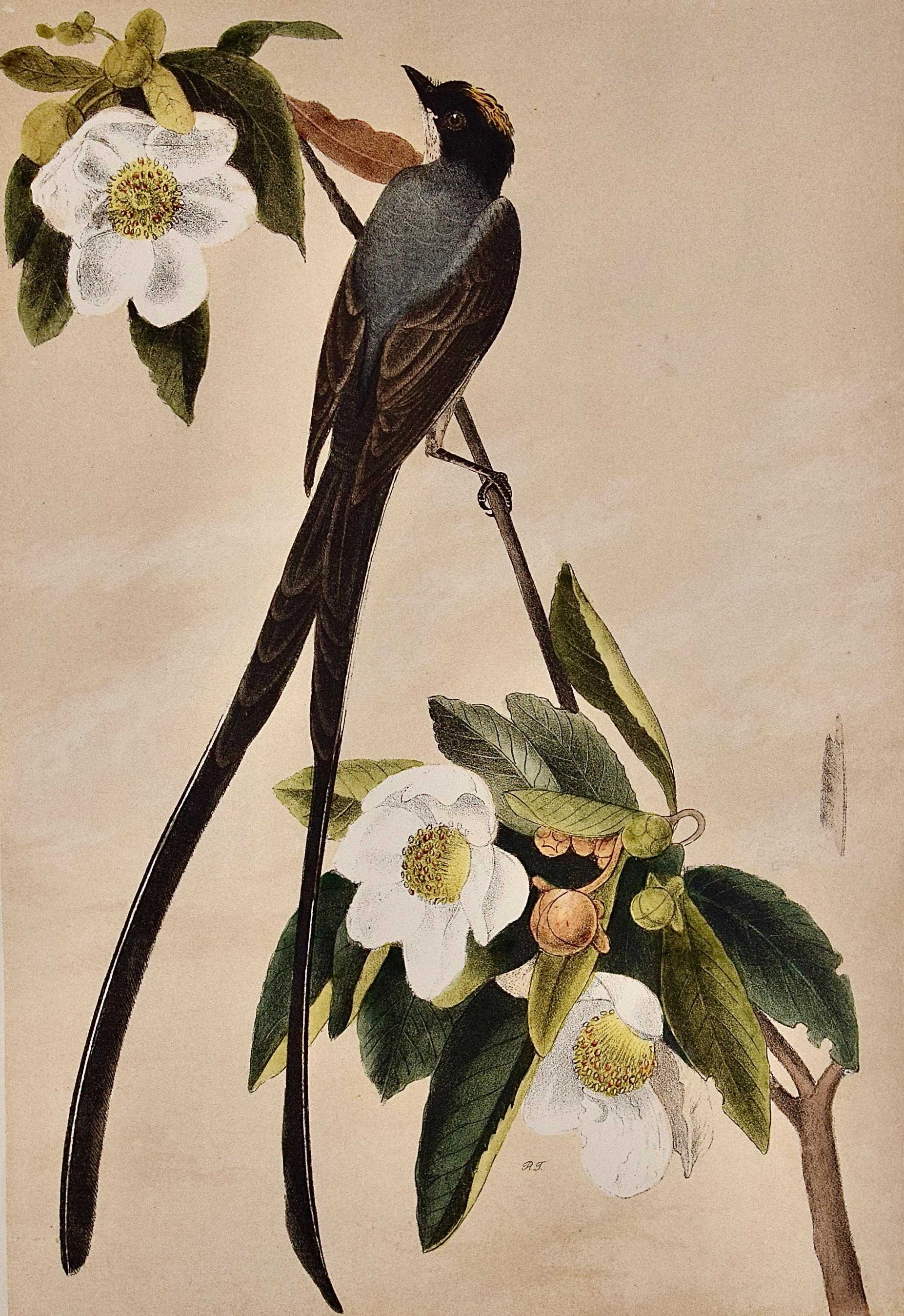 La cachalot à queue de fourchette : Lithographie originale d'oiseau d'Audubon colorée à la main - Print de John James Audubon