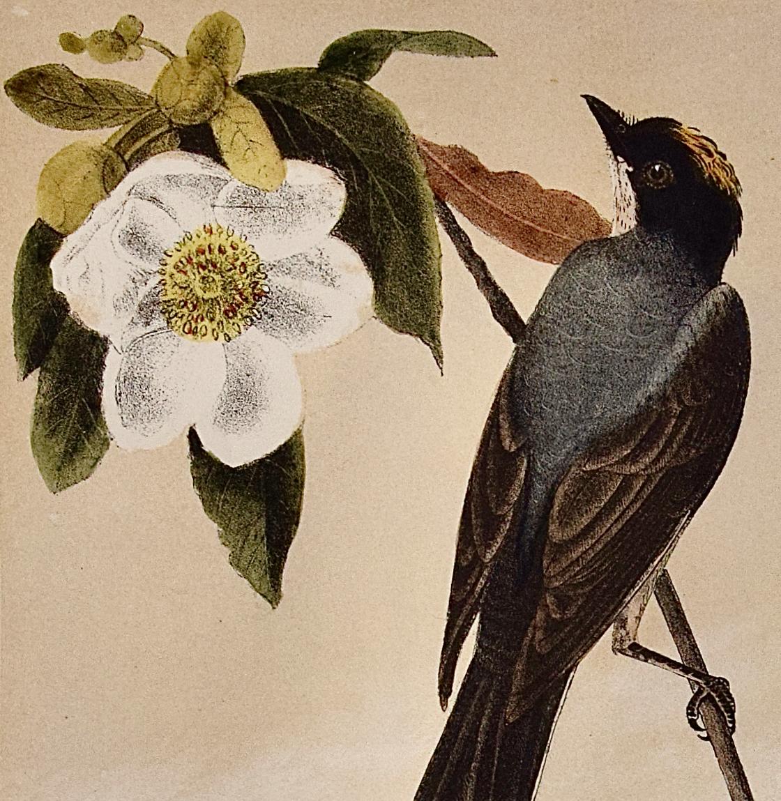 fourchette oiseau