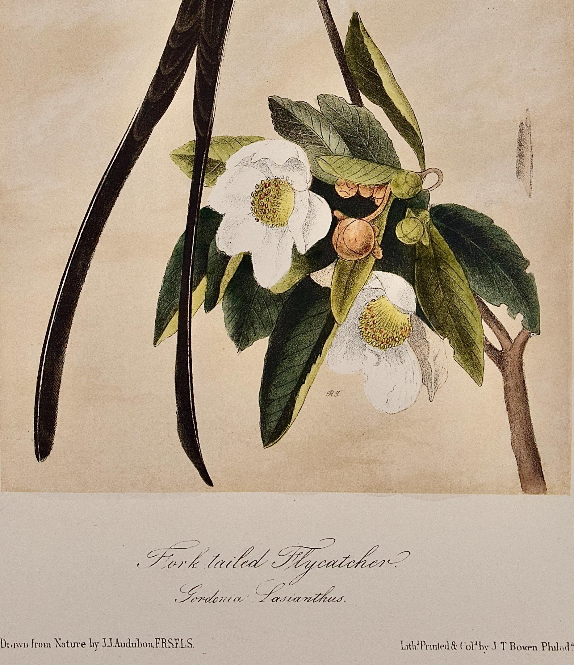 La cachalot à queue de fourchette : Lithographie originale d'oiseau d'Audubon colorée à la main - Naturalisme Print par John James Audubon