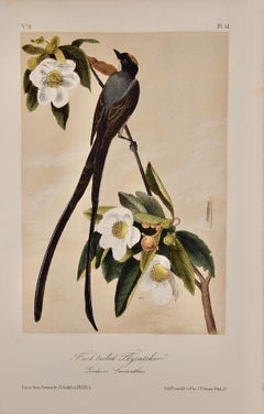 La cachalot à queue de fourchette : Lithographie originale d'oiseau d'Audubon colorée à la main