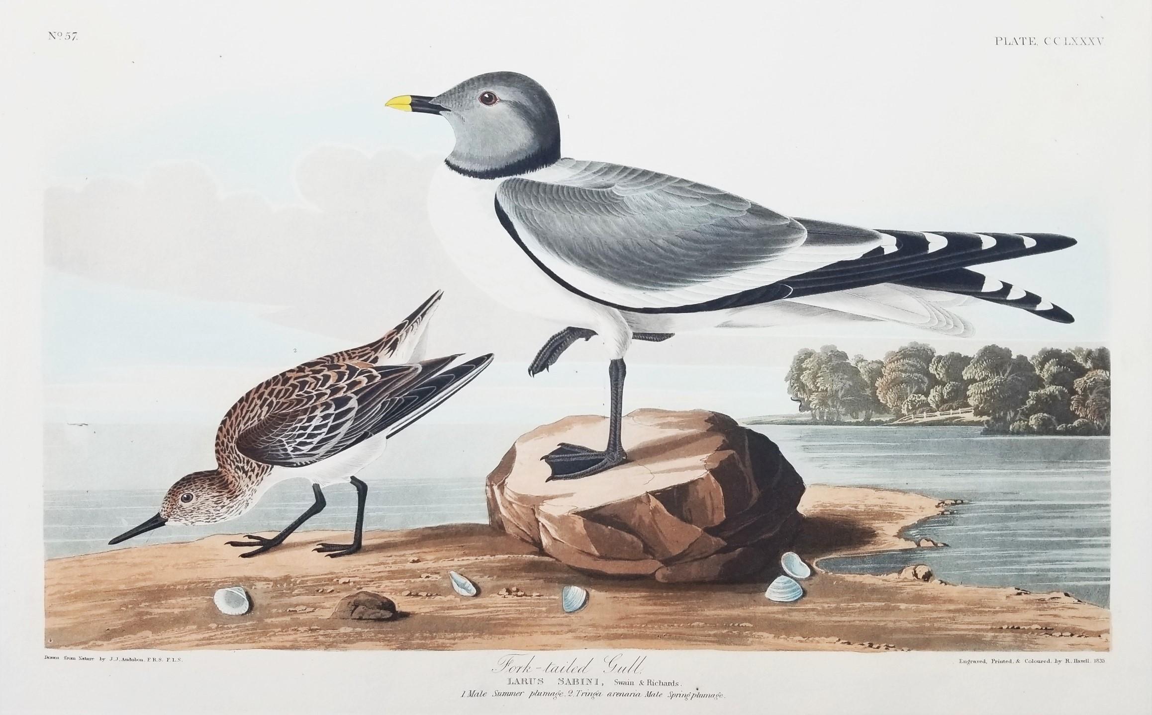 Fork-Tailed Gull - Print by John James Audubon