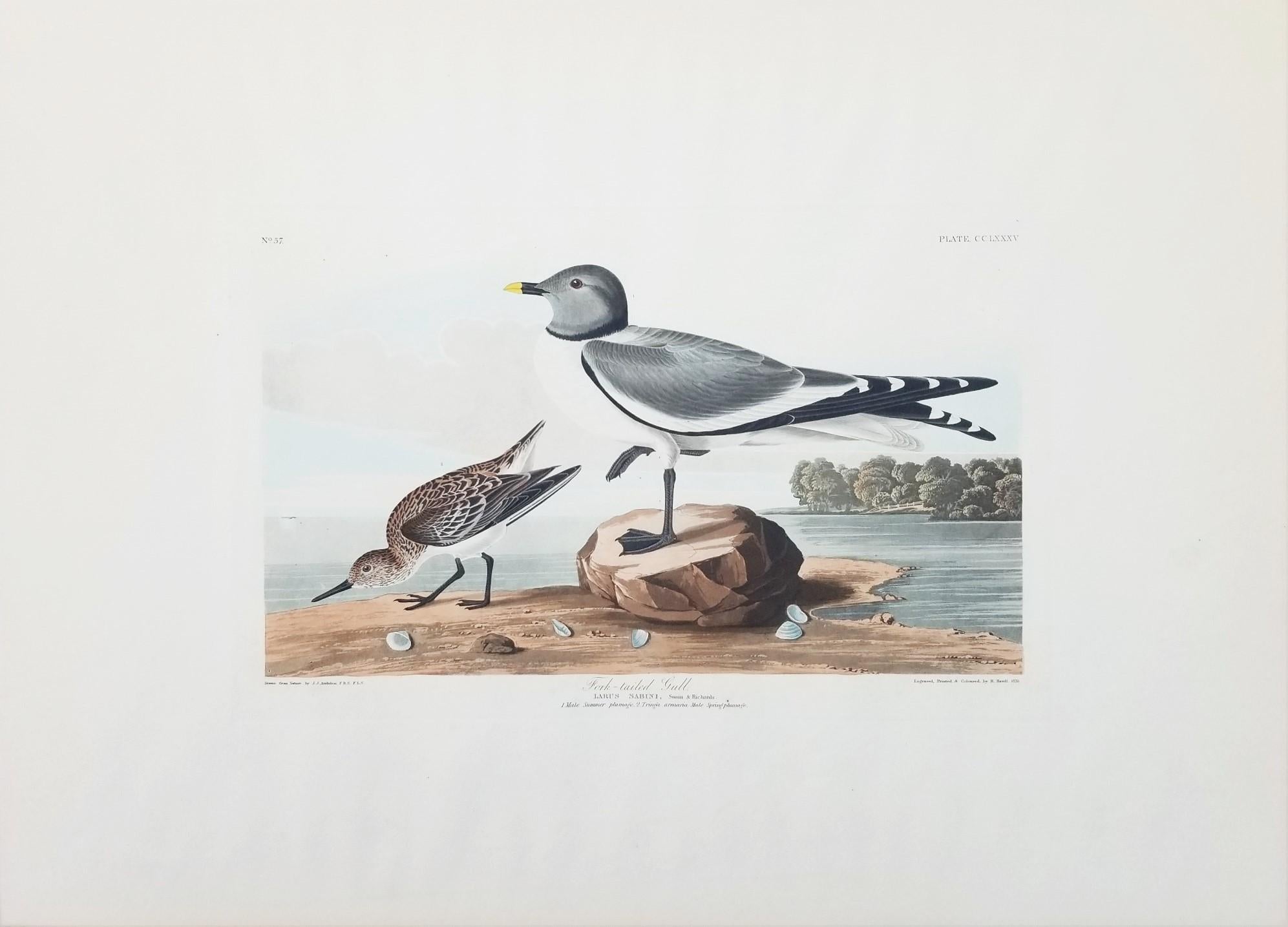 black backed gull audubon