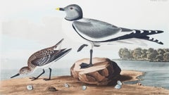 Antique Fork-Tailed Gull