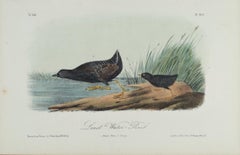 Four Original 19th C. Audubon Hand-colored Bird Lithographs