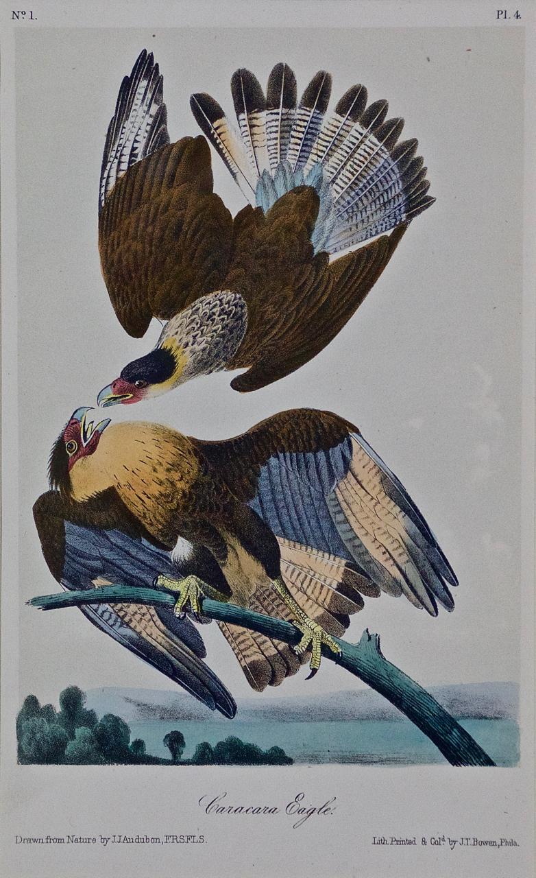 Framed Original Audubon Hand-Colored Bird Lithograph of Caracara Eagles - Print by John James Audubon