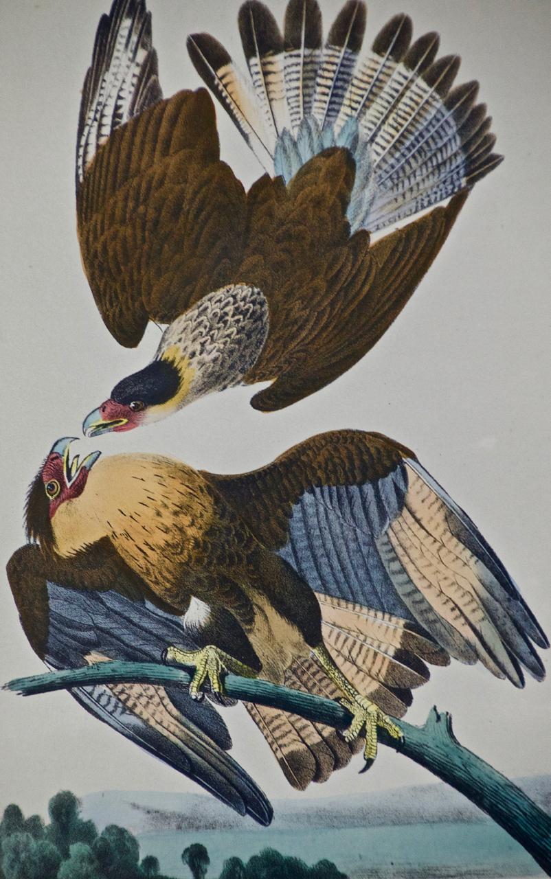 audubon's caracara