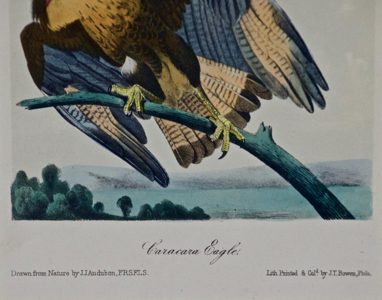morehead bird