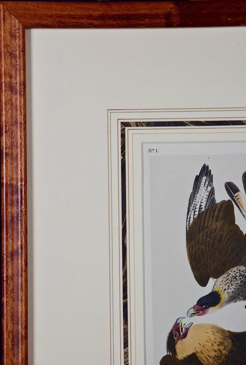 framed audubon prints