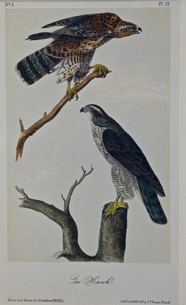 Framed Original Audubon Hand Colored Bird Lithograph of Gos Hawks  - Print by John James Audubon