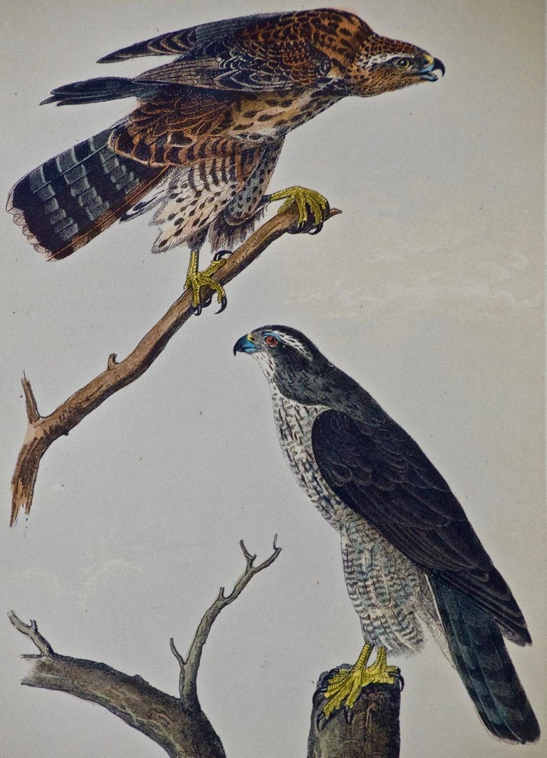 John James Audubon Framed Original Audubon Hand Colored Bird