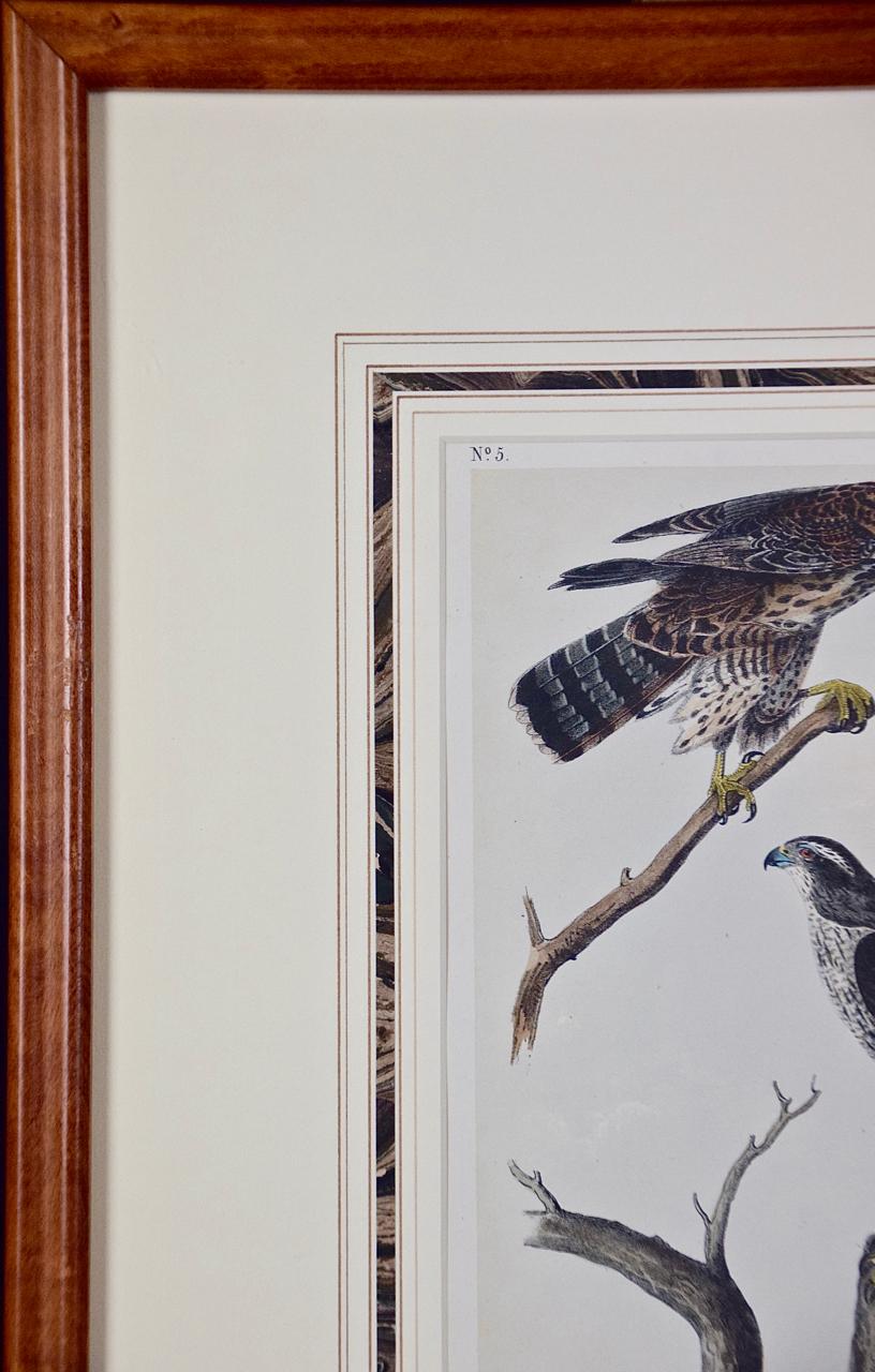 Framed Original Audubon Hand Colored Bird Lithograph of Gos Hawks  - Naturalistic Print by John James Audubon