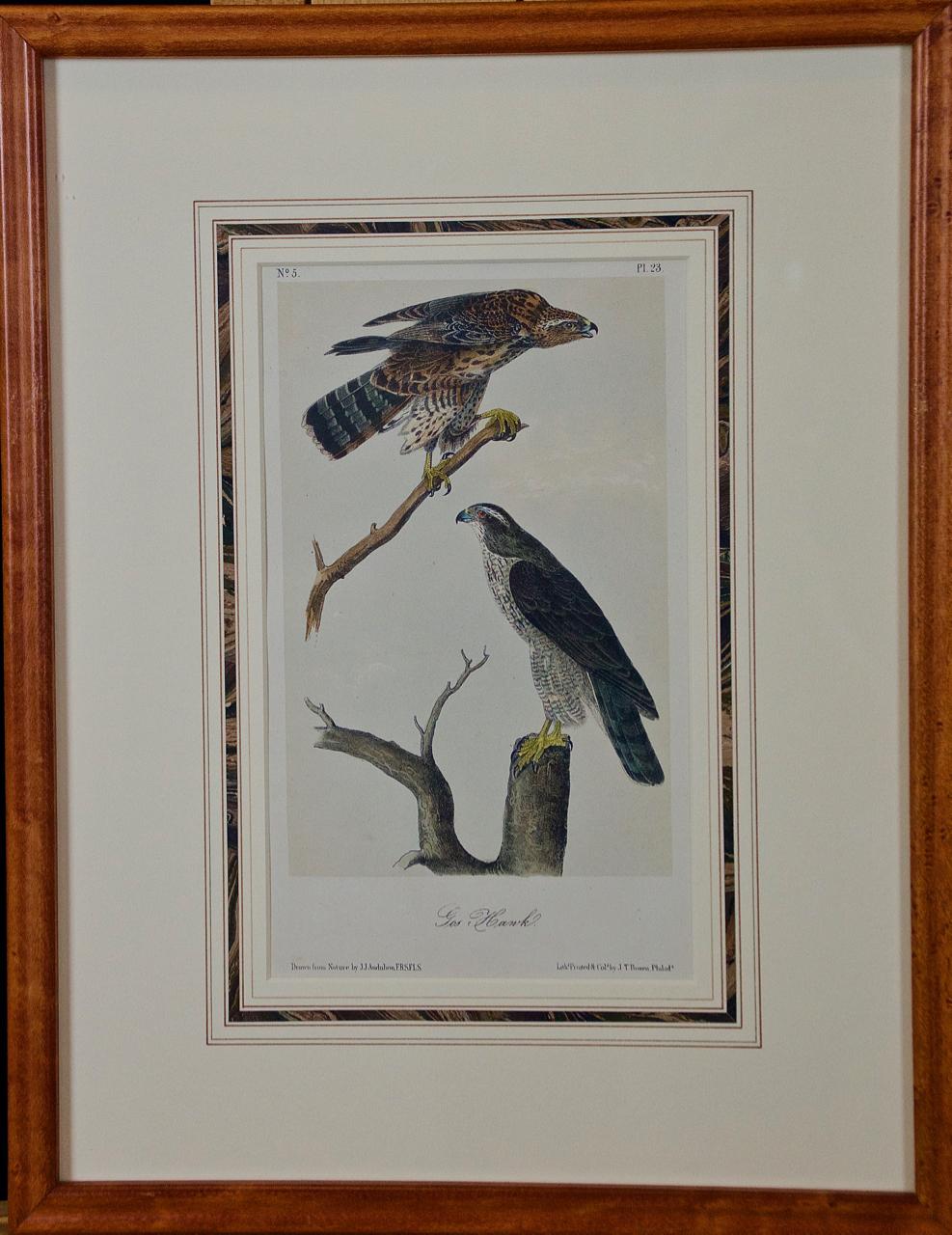 John James Audubon Animal Print - Framed Original Audubon Hand Colored Bird Lithograph of Gos Hawks 