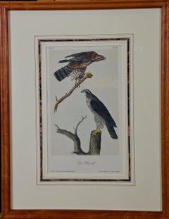 Framed Original Audubon Hand Colored Bird Lithograph of Gos Hawks