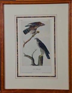 Framed Original Audubon Hand Colored Bird Lithograph of Gos Hawks 