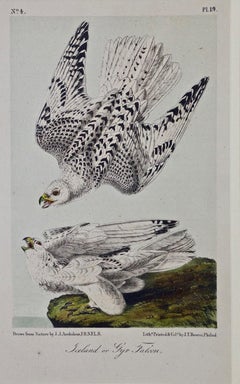 Framed Original Audubon Hand Colored Bird Lithograph of Iceland or Gyr Falcons