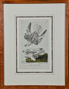 Framed Original Audubon Hand Colored Bird Lithograph of Iceland or Gyr Falcons