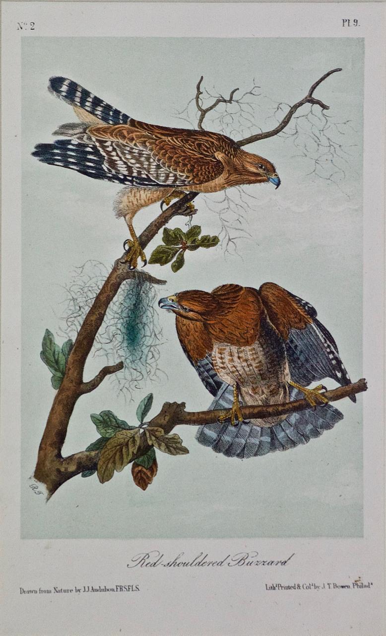 Framed Original Audubon Hand Colored Bird Lithograph of Red Shouldered Buzzards  - Print by John James Audubon