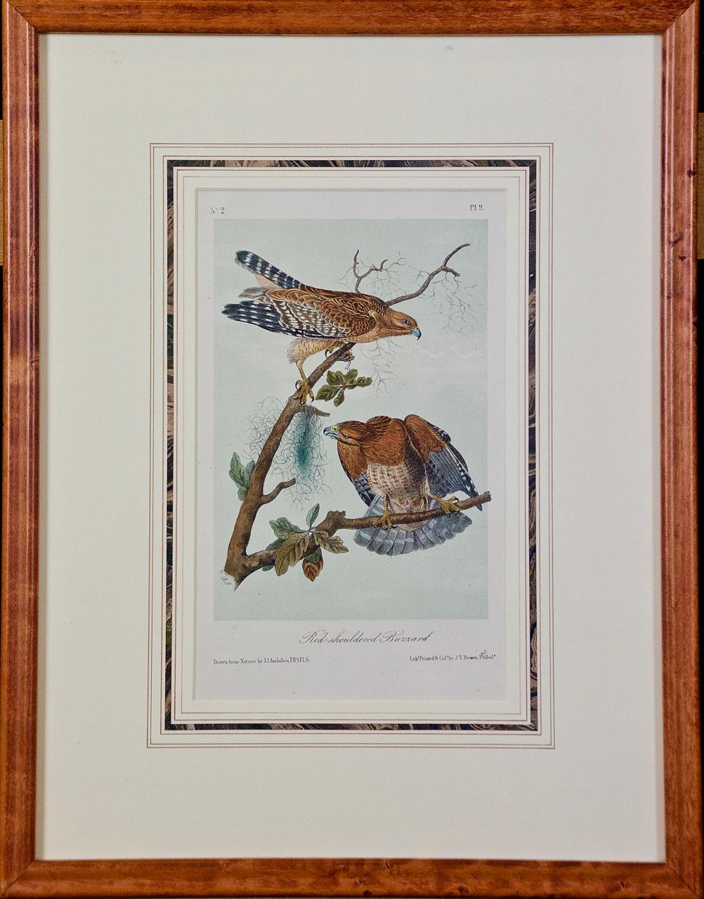 John James Audubon Animal Print - Framed Original Audubon Hand Colored Bird Lithograph of Red Shouldered Buzzards 
