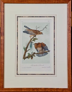 Framed Original Audubon Hand Colored Bird Lithograph of Red Shouldered Buzzards