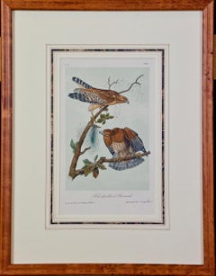 Framed Original Audubon Hand Colored Bird Lithograph of Red Shouldered Buzzards 