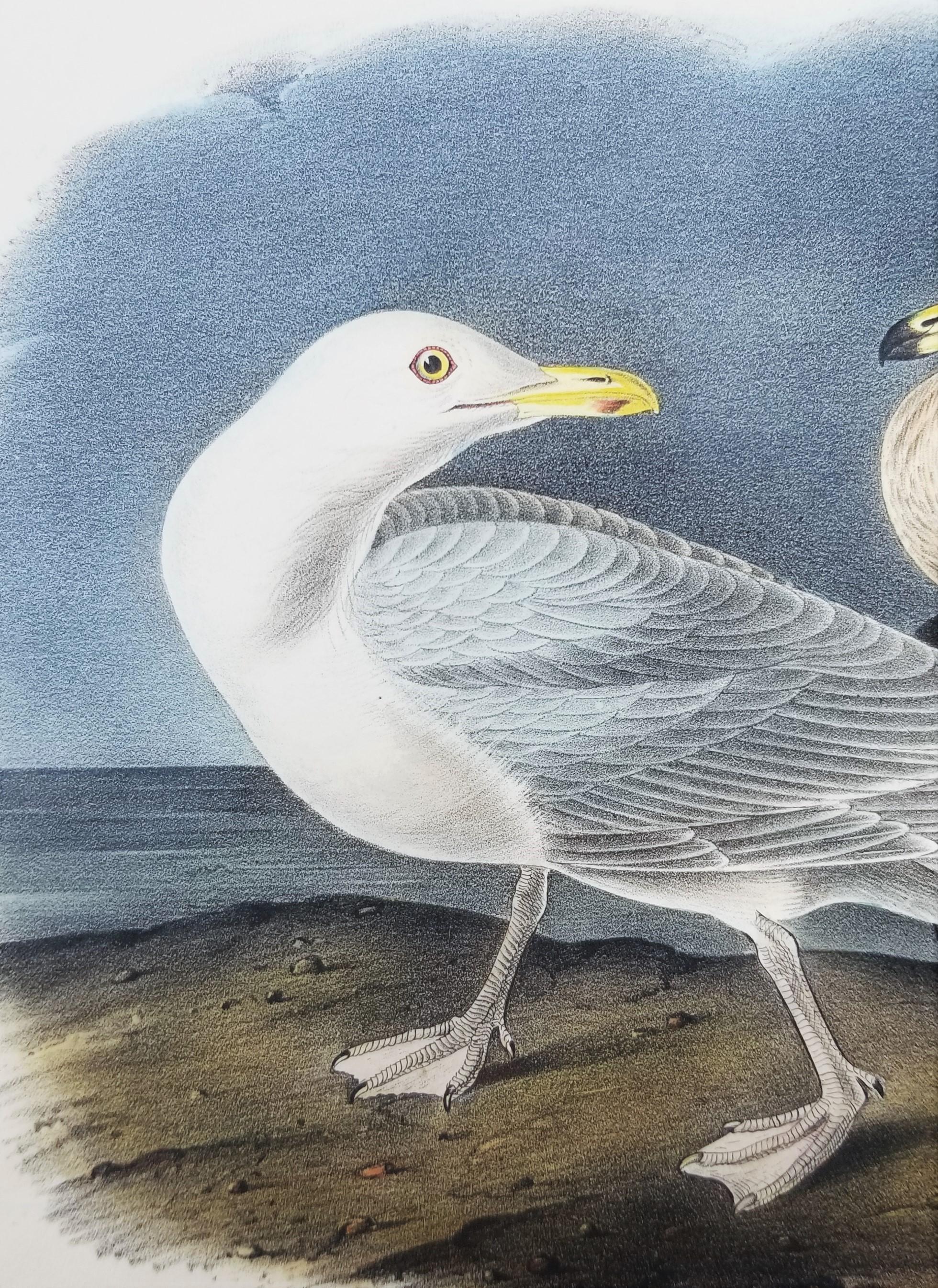 Glaucus Gull - Burgomaster /// Ornithology Bird John James Audubon Meereslandschaft Himmel im Angebot 9
