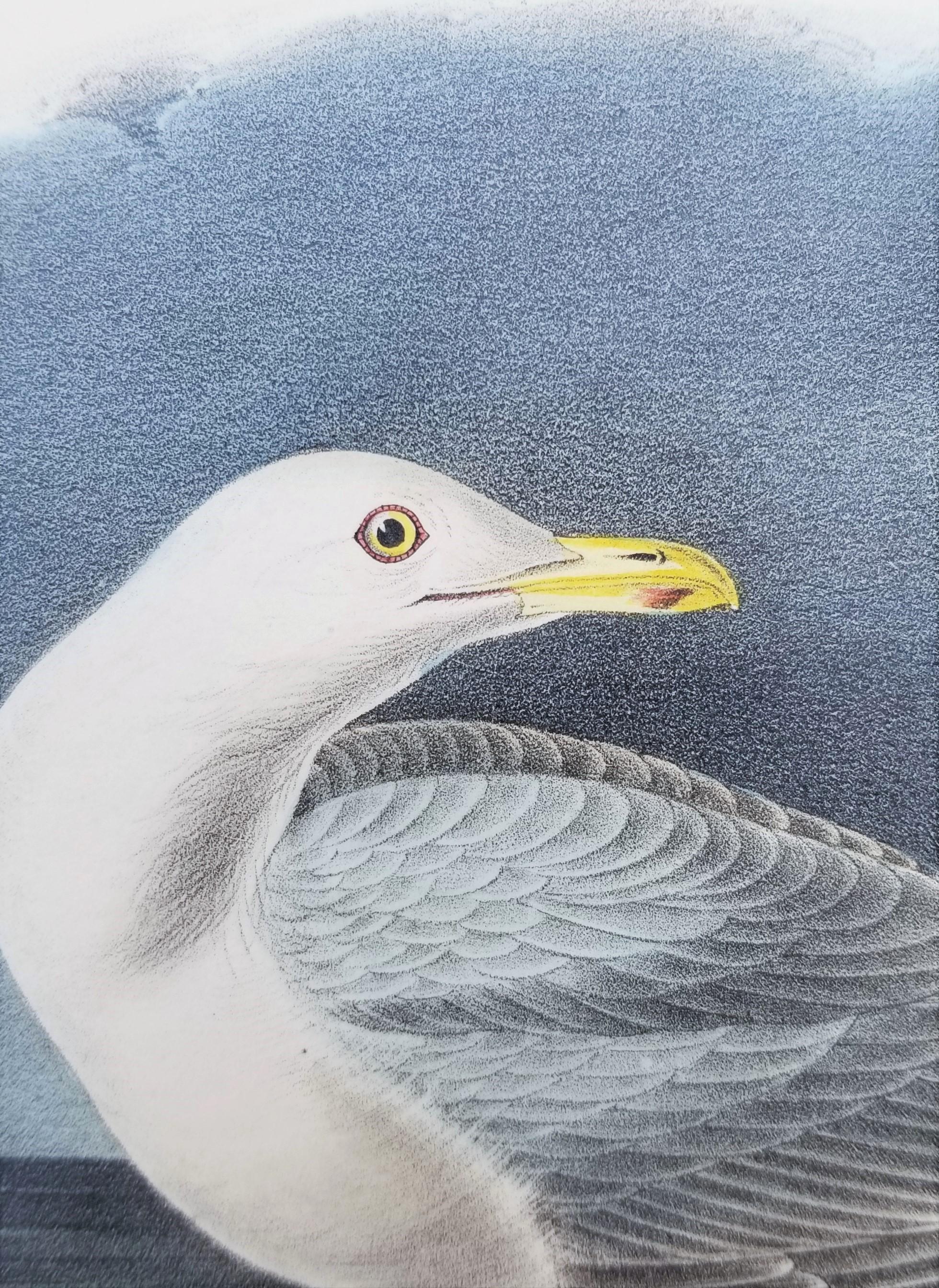Glaucus Gull - Burgomaster /// Ornithology Bird John James Audubon Meereslandschaft Himmel im Angebot 10