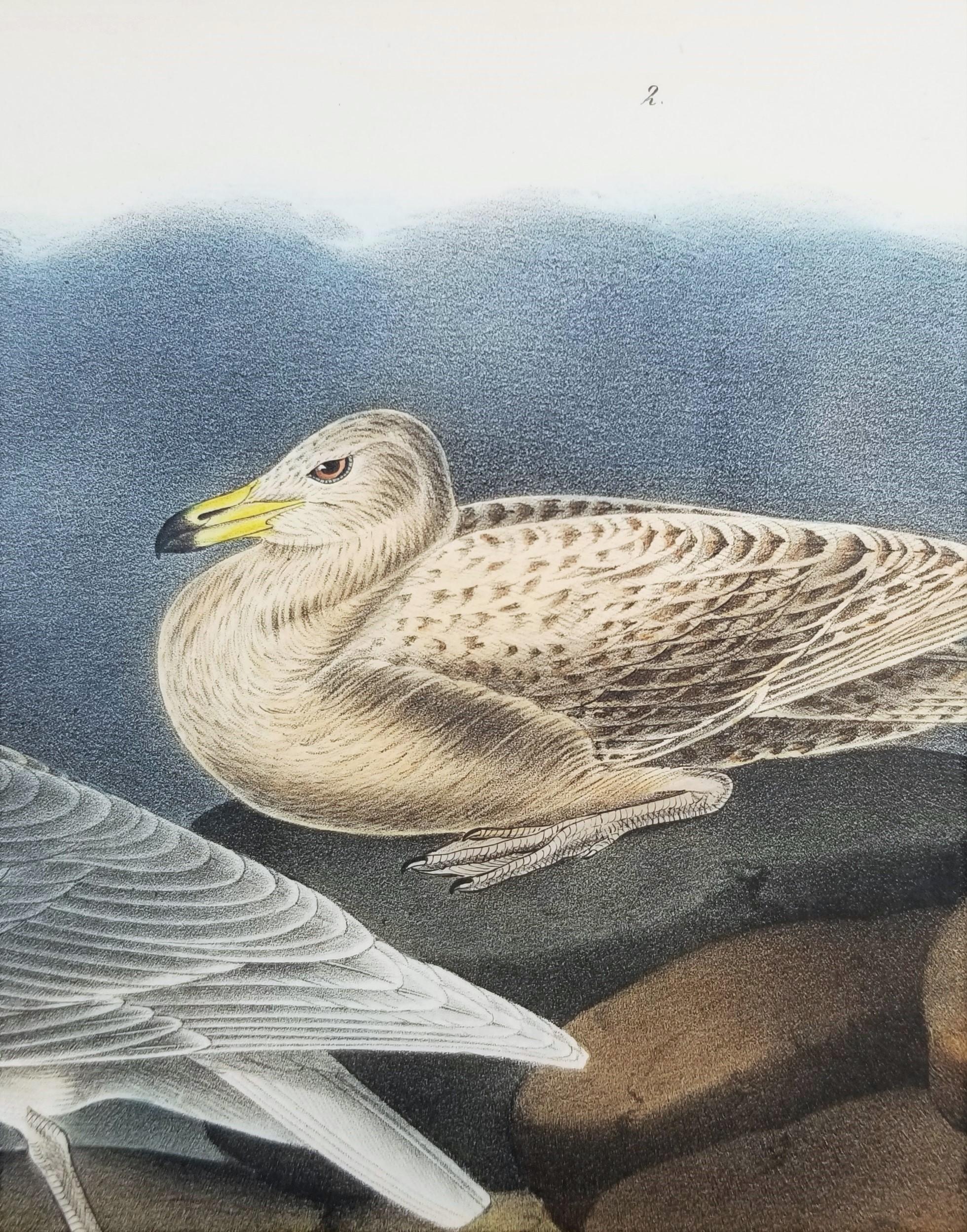 Glaucus Gull - Burgomaster /// Ornithology Bird John James Audubon Meereslandschaft Himmel im Angebot 11